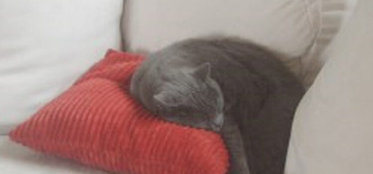 Halten Katzen Winterschlaf? Halten Katzen Winterschlaf?