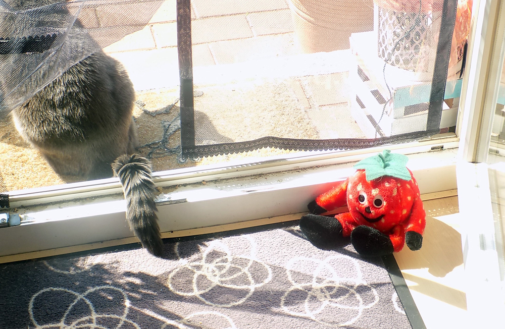 Katzenjammer durch Türenknallen Katzenjammer durch Türenknallen
