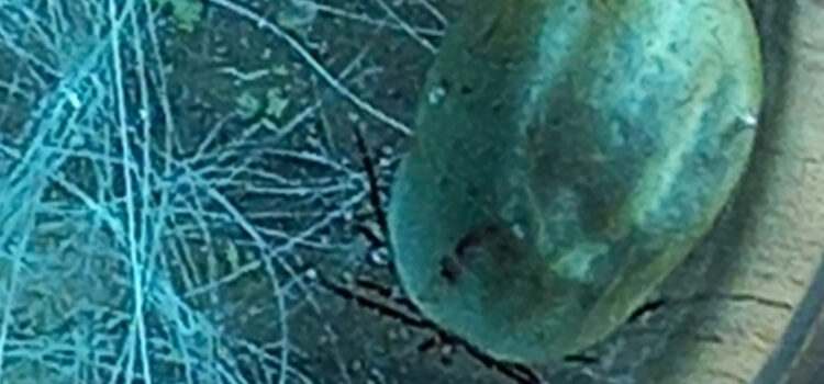 Permethrin | Tödliche Floh- und Zeckenmittel für Katzen Permethrin | Tödliche Floh- und Zeckenmittel für Katzen