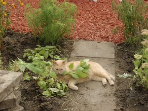 Vergiftungssymptome bei Katzen Vergiftungssymptome bei Katzen