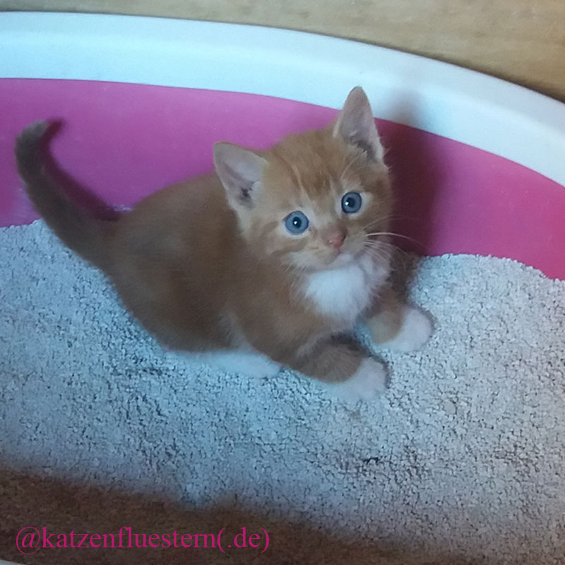 Kleine Katze im Katzenklo