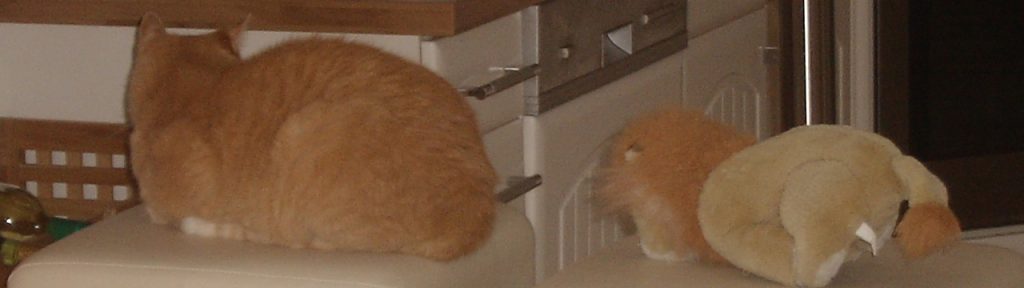 Freigang oder Wohnungshaltung für Katzen