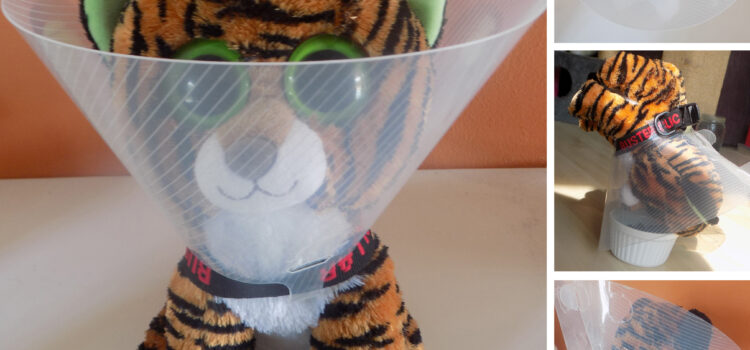 Trichter vs. Katzenbody Trichter vs. Katzenbody