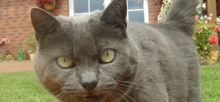 Vorsicht giftig für Katzen Chronische Niereninsuffizienz bei Katzen