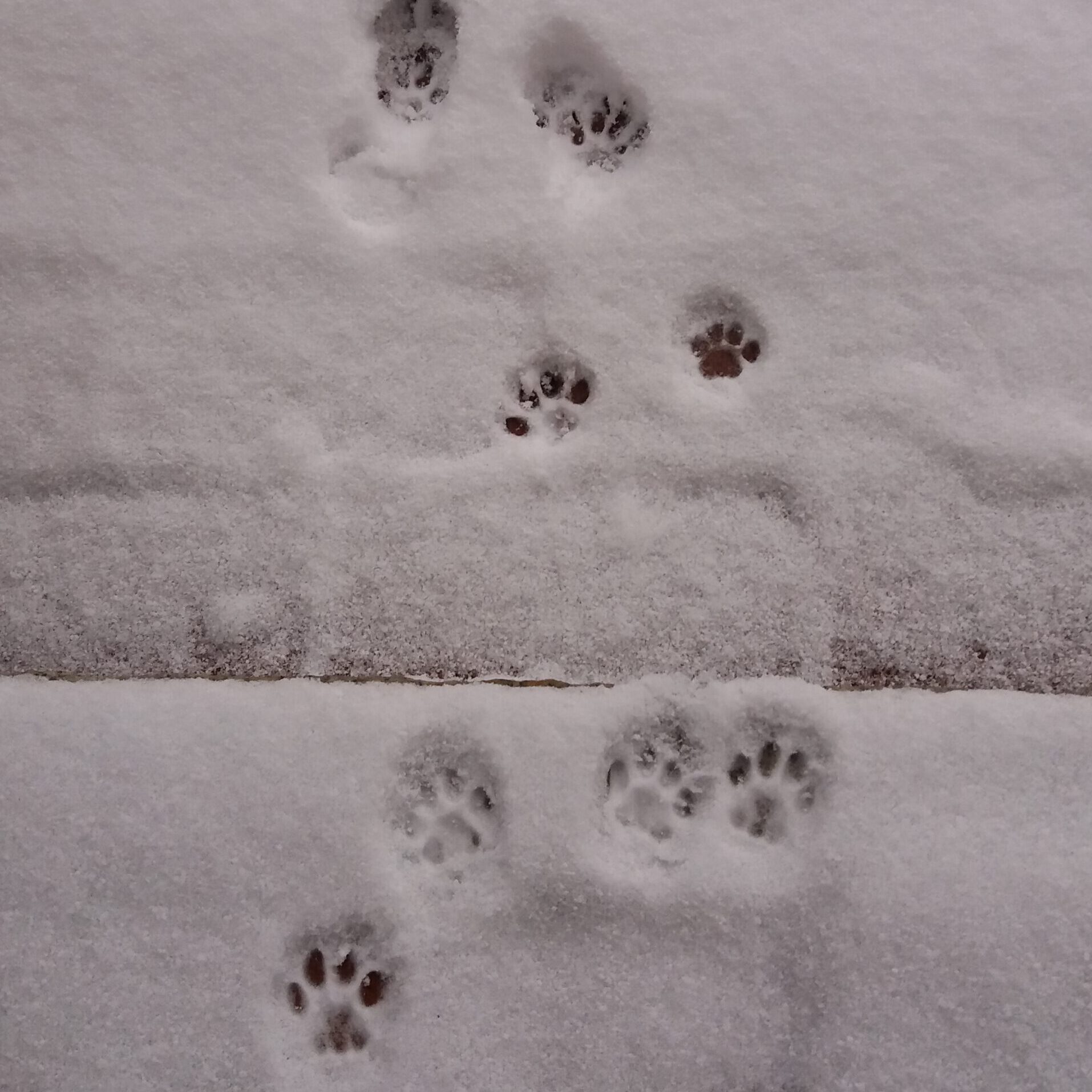 Katzenpfoten im Schnee