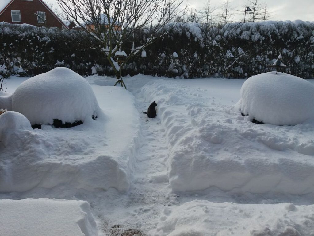 Katze sitzt im Schnee