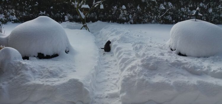 Katzen im Schnee | Verhalten, Gefahren und Wintertipps Katzen im Schnee | Verhalten, Gefahren und Wintertipps
