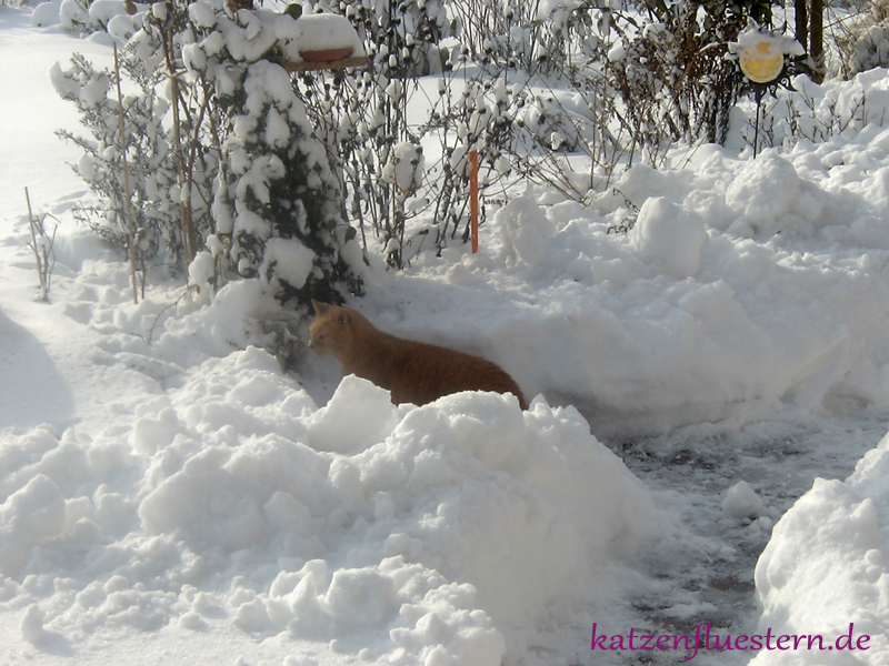 Katze läuft im Schnee