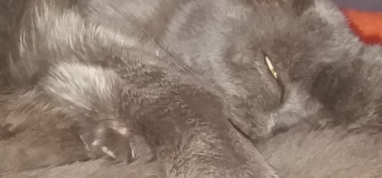 Schilddrüsenüberfunktion bei der Katze | Erfahrungsbericht Schilddrüsenüberfunktion bei der Katze | Erfahrungsbericht