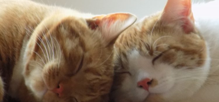 Coronavirus COVID-19 gefährlich für Katzen? Katzenpsychologe online - Katzenpsychologin und Tierhomöopathin Ilona Einfeldt