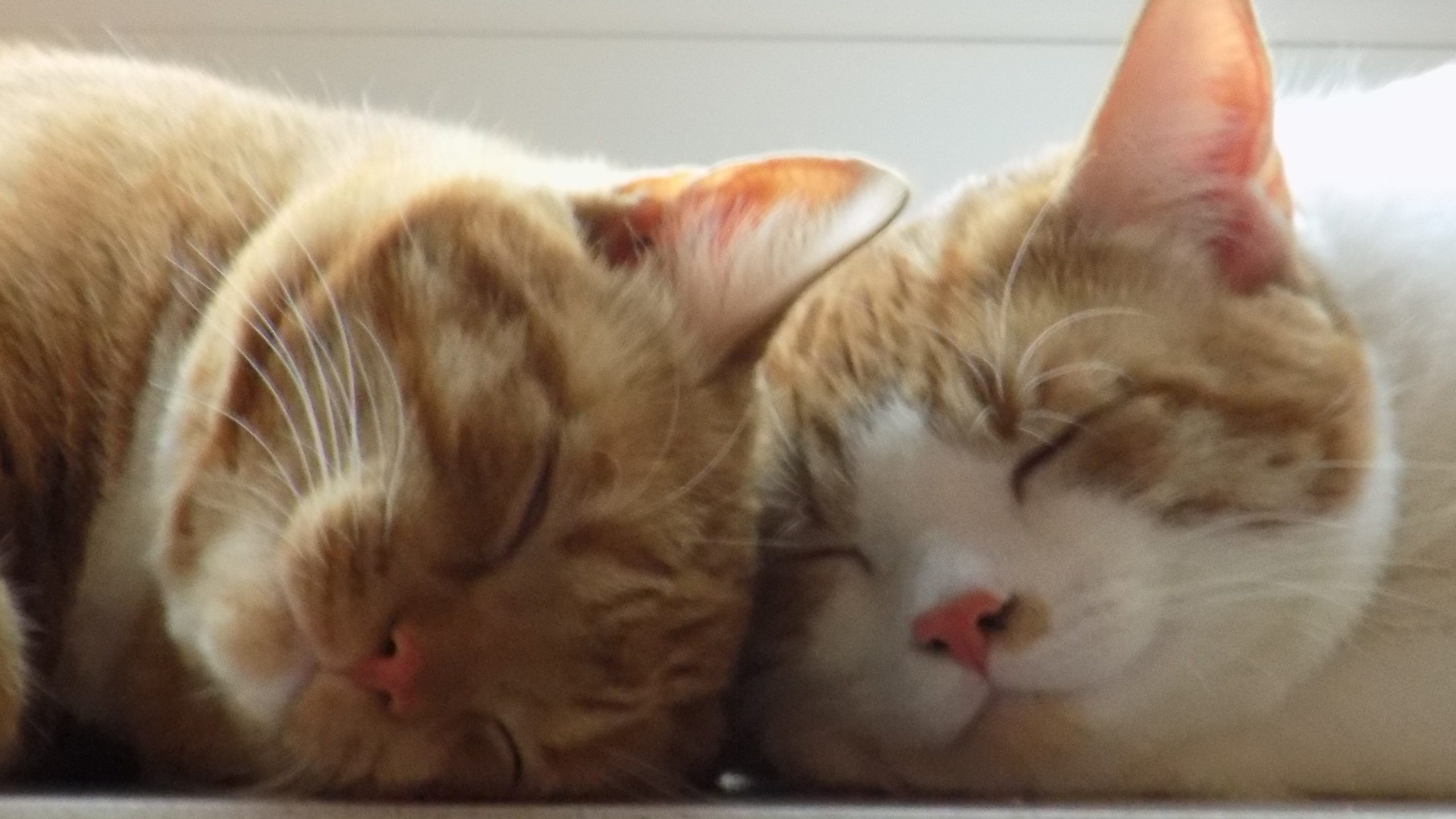 Katzenberatung online - Katzenpsychologin und Tierhomöopathin