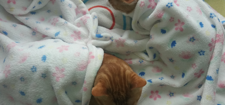 Kastration – eben noch Katerbabys….. Kastration – eben noch Katerbabys…..