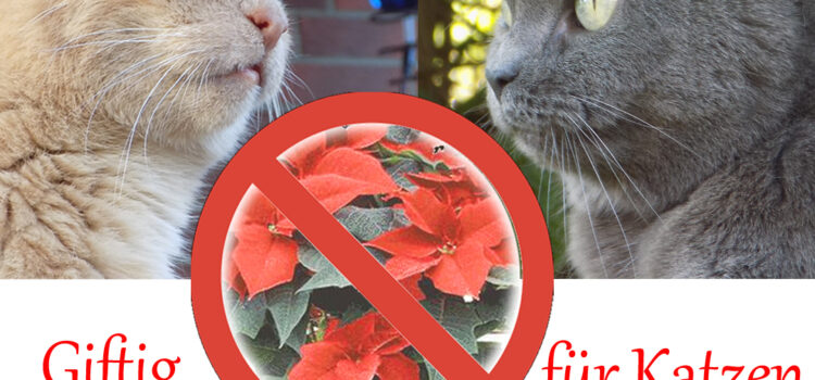 Der Weihnachtsstern ist giftig für Katzen, Hunde, Kleintiere und kleine Kinder Weihnachtsstern giftig