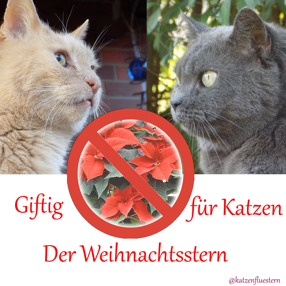 Der Weihnachtsstern ist giftig für Katzen, Hunde, Kleintiere und kleine Kinder Naturheilpraxis