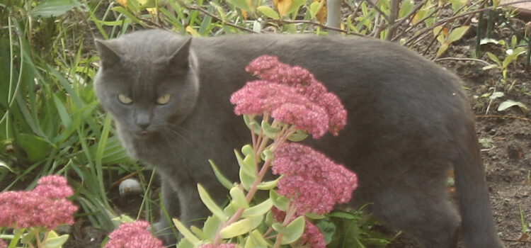Giftige und ungiftige Gartenpflanzen für Katzen und Hunde