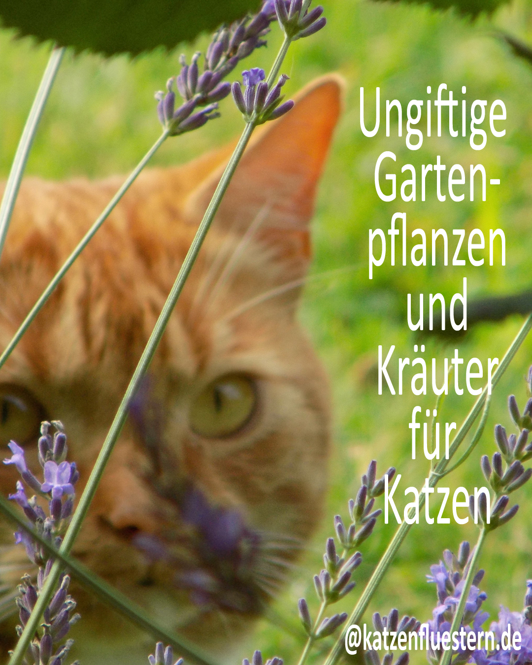 Giftige und ungiftige Pflanzen -katzensichere Pflanzen im Garten -  Katzenflstern