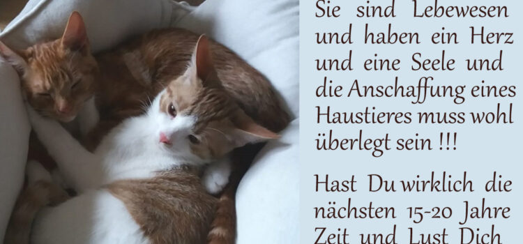 Ein Haustier ist kein Weihnachtsgeschenk Ein Haustier ist kein Weihnachtsgeschenk