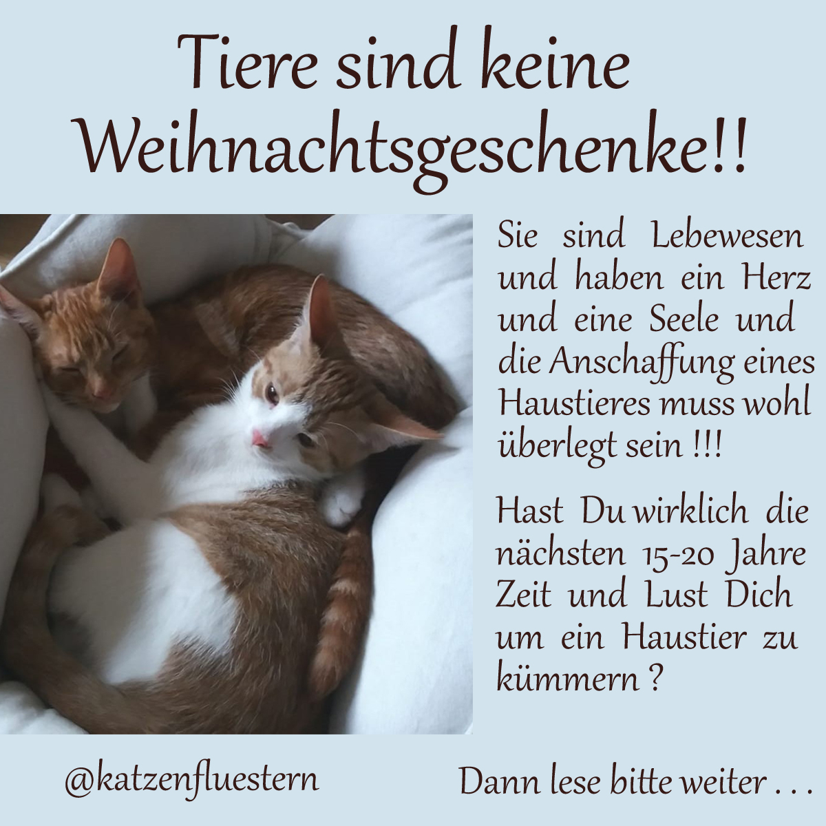 Jahresrückblick 2024 - Tiere sind keine Weihnachtsgeschenke Jahresrückblick 2024 - Tiere sind keine Weihnachtsgeschenke