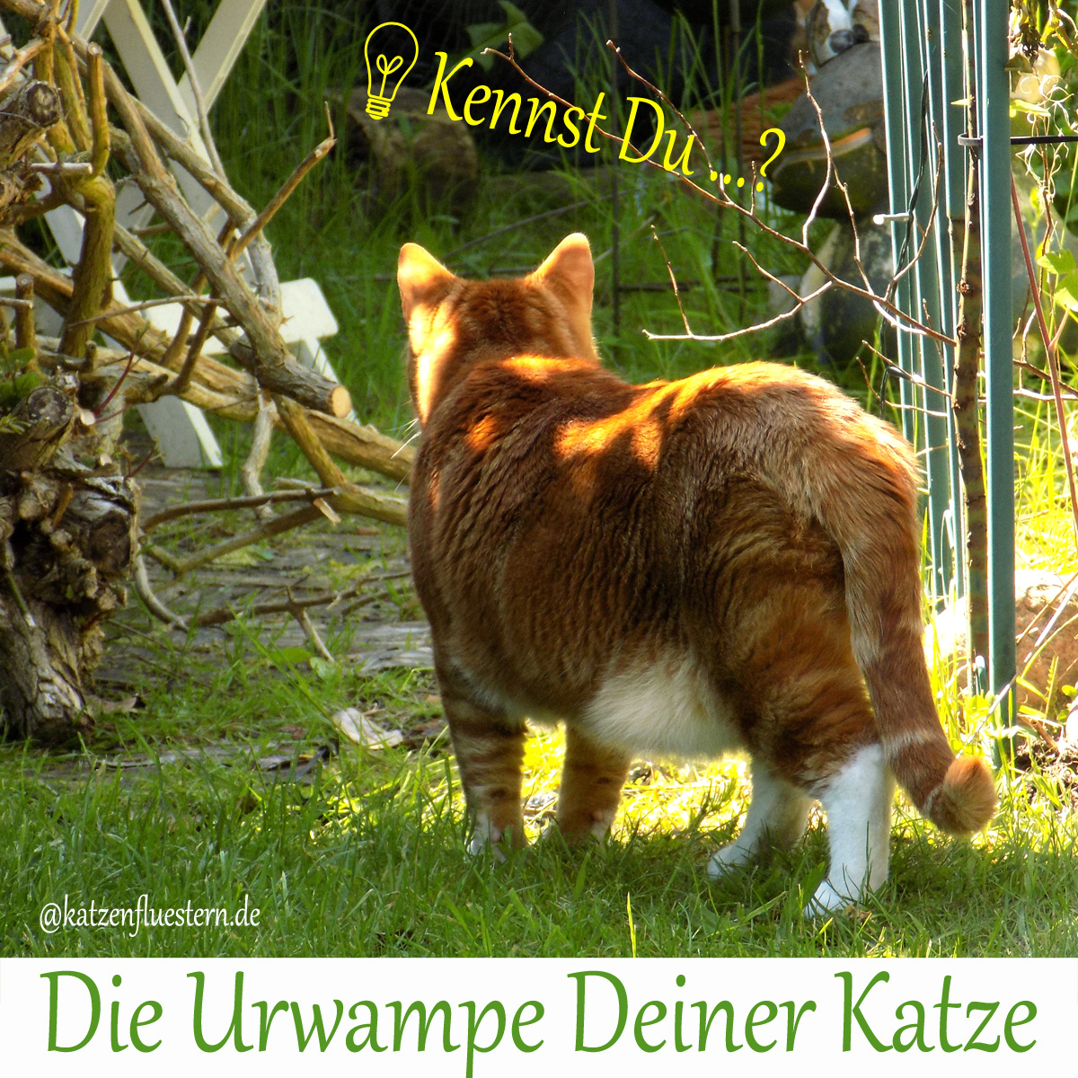 Katze Das Erste Mal Draußen Kommt Nicht Wieder Die Urwampe bei der Katze - Katzenflüstern