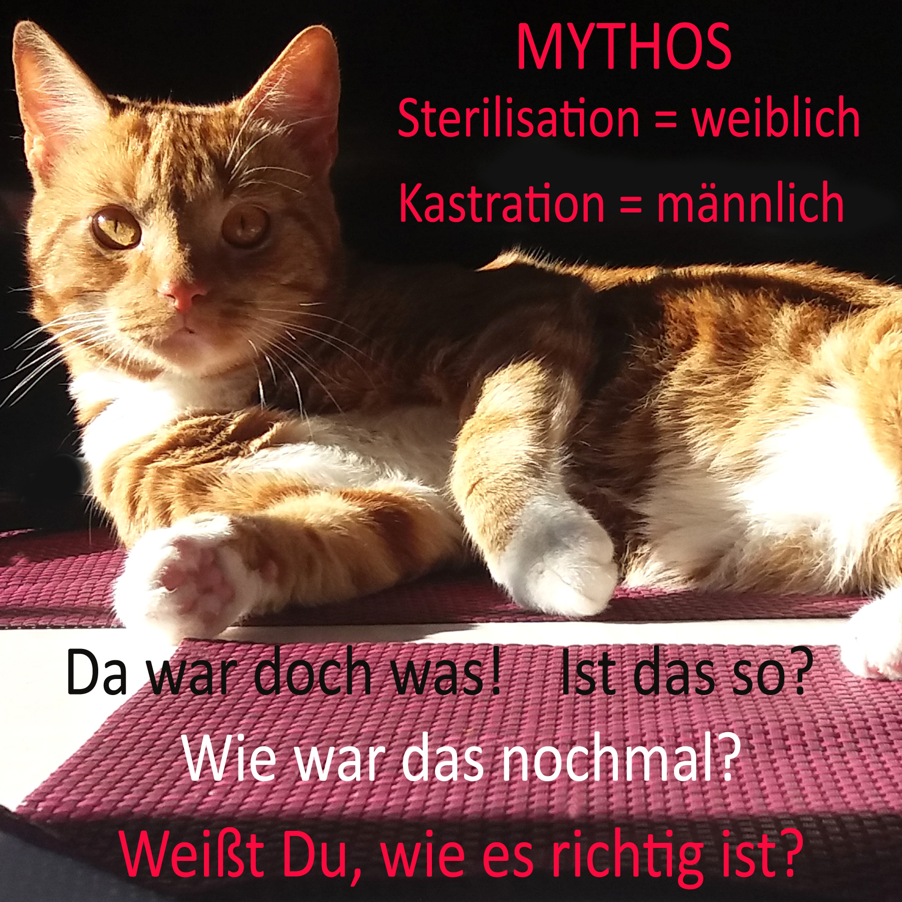 Sterilisation Oder Kastration Hndin