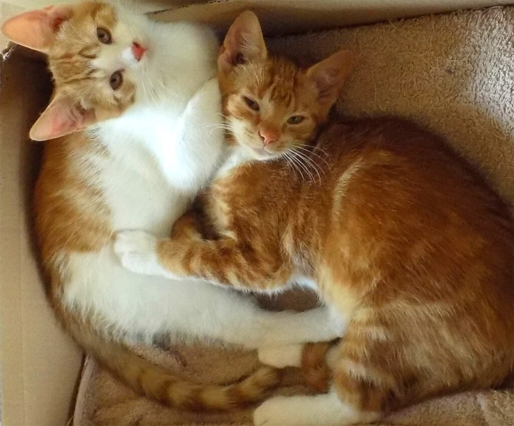 Die Abstammung der Hauskatze - die afrikanische Falbkatze