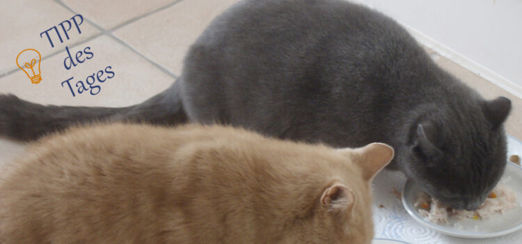 Hühnersuppe für die Katze Hühnersuppe für die Katze
