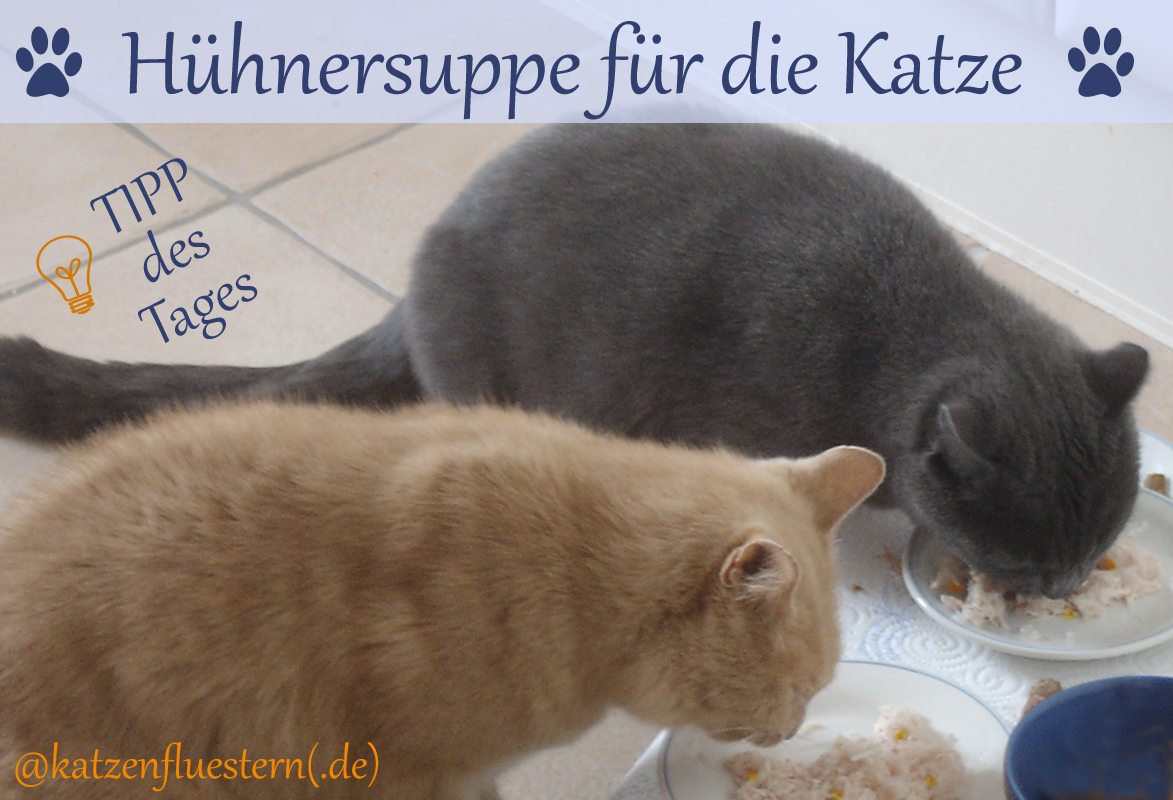 Hühnersuppe für die Katze - Katzenflüstern