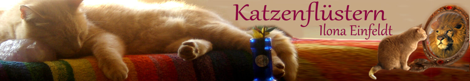 Katzenflüstern