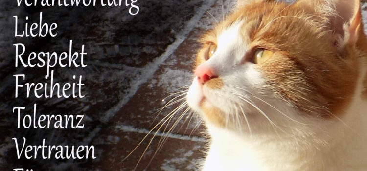 Zehn Gebote in der Katzenhaltung Zehn Gebote in der Katzenhaltung