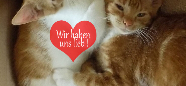 Grundbedürfnisse einer Katze | Sind Katzen anspruchslos? Grundbedürfnisse einer Katze | Sind Katzen anspruchslos?