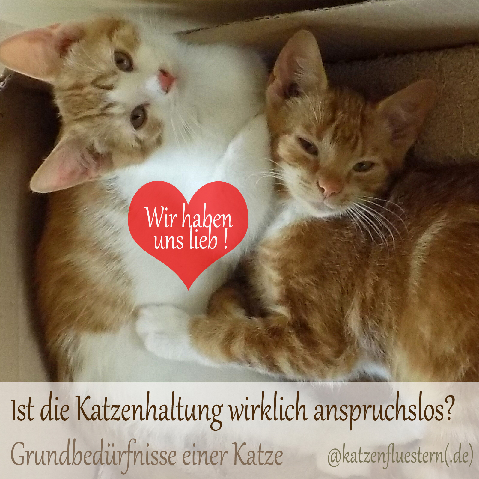 kann ich meine katze befriedigen Grundbedürfnisse einer Katze | Sind Katzen anspruchslos?