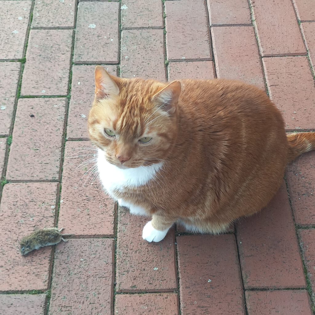 Jimmy Kater hat eine Maus gefangen