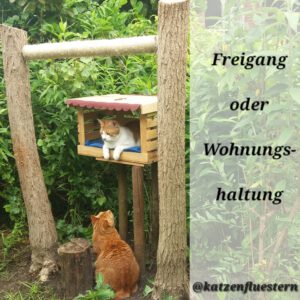 Jahresrückblick 2024 Freigang oder Wohnungshaltung für Katzen