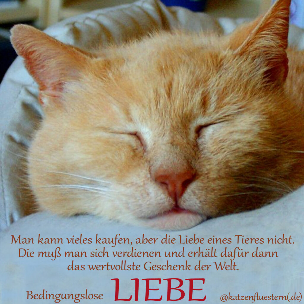 Welttierschutztag - bedingungslose Liebe