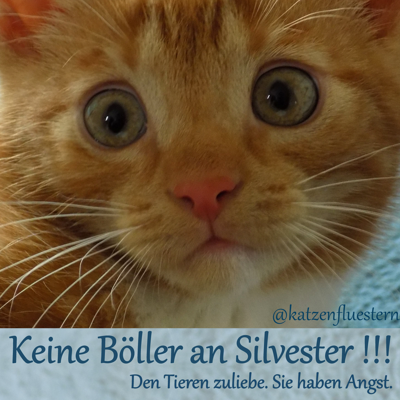 Jahresrückblick 2024 - Tiere sind keine Weihnachtsgeschenke