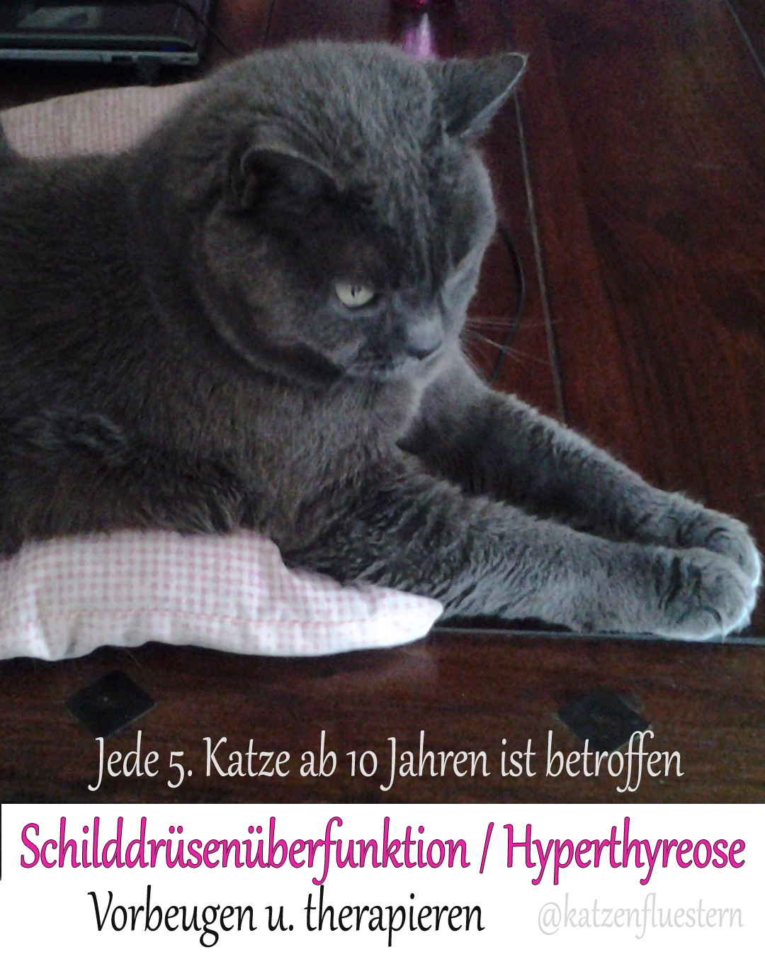 Schilddrüsenüberfunktion / Hyperthyreose bei der Katze - Katzenflüstern