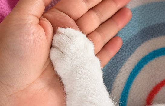 Reiki für alle F(a)elle – Mögen Tiere Reiki? Reiki für alle F(a)elle – Mögen Tiere Reiki?
