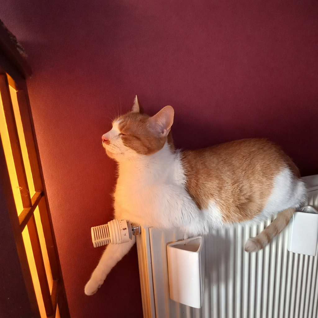 Können Katzen frieren? Katze auf der Heizung