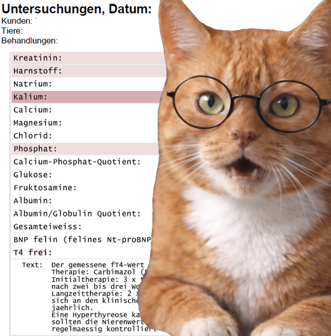 Nierenwerte bei Katzen - einfach erklärt von Katzenflüstern