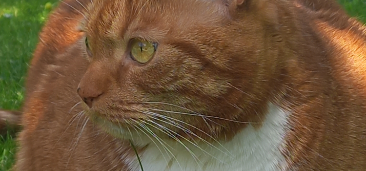 Darf meine Katze bei Hitze raus? | Sind 40 Grad gefährlich für die Katze? Sommerhitze und Katzen